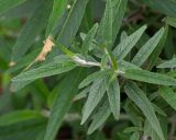 Salvia leucantha