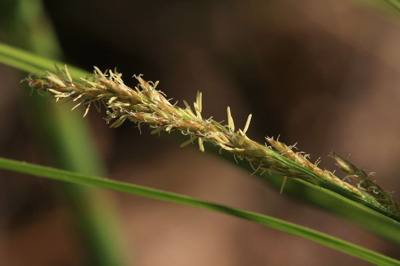 Image of Carex elongata specimen.