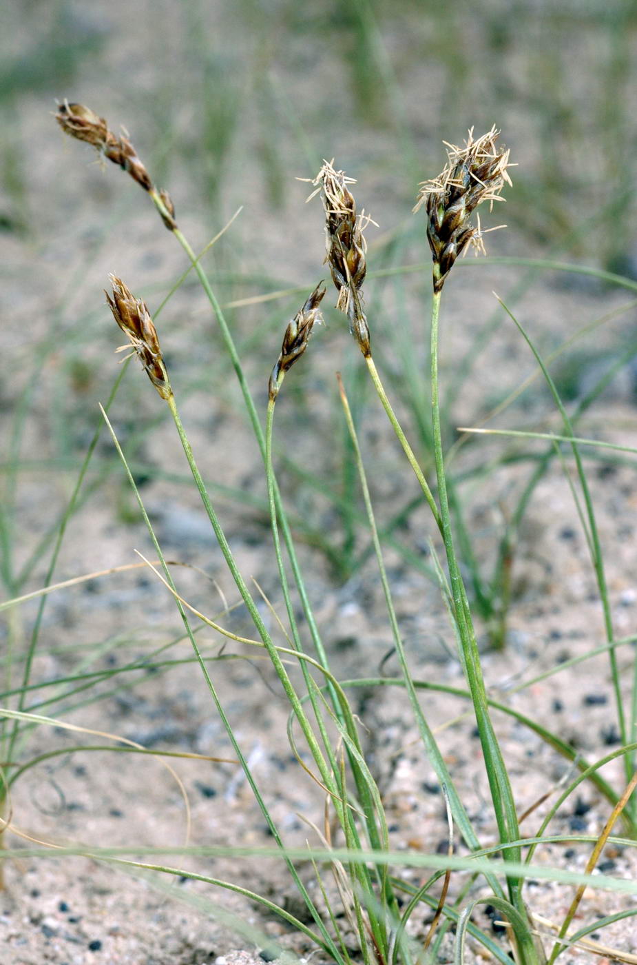 Image of Carex physodes specimen.