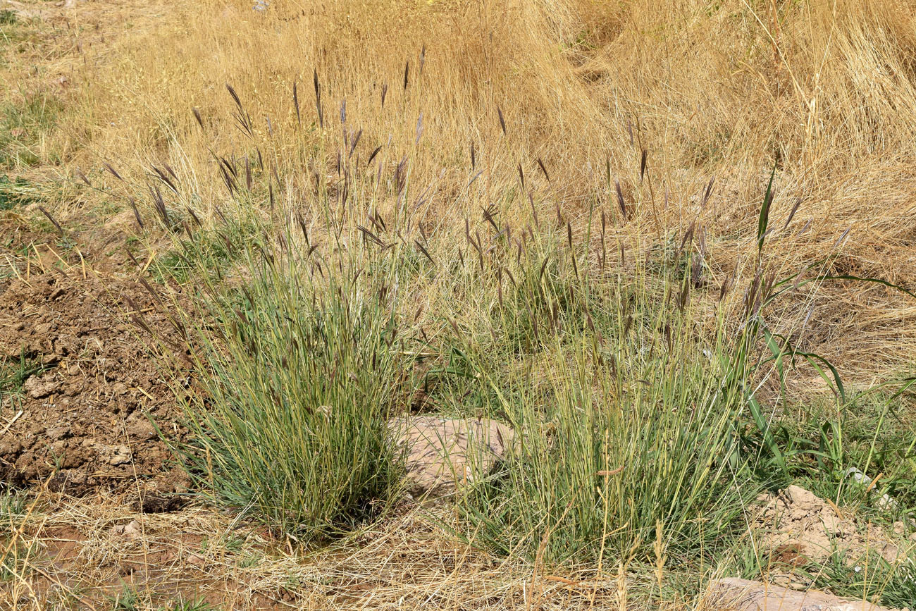 Image of Bothriochloa ischaemum specimen.