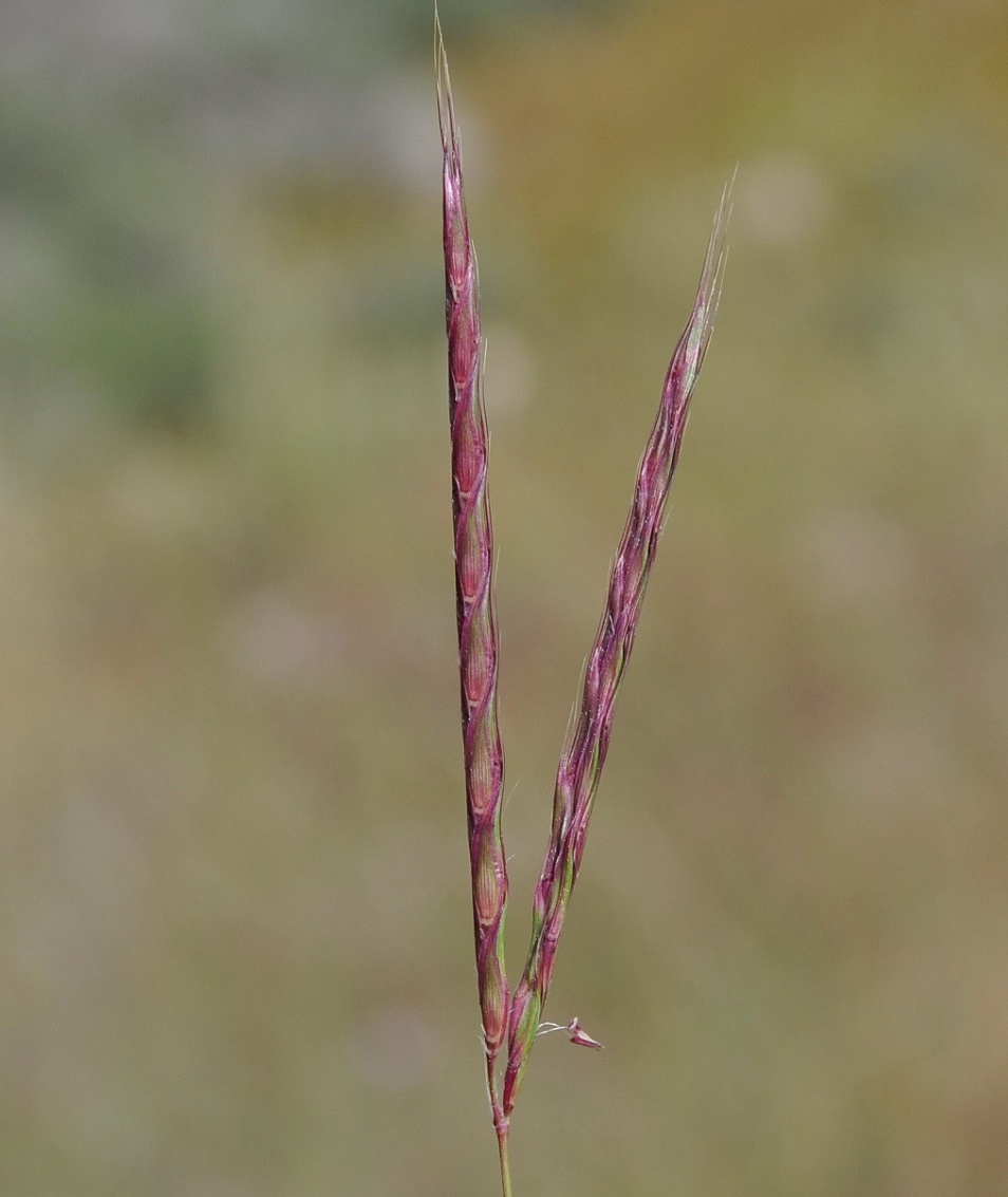 Изображение особи Andropogon distachyos.