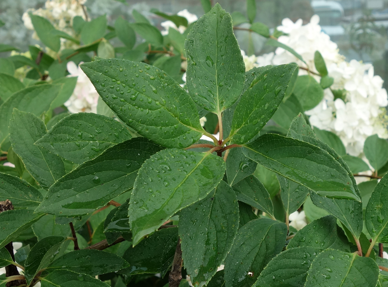 Изображение особи Hydrangea paniculata.