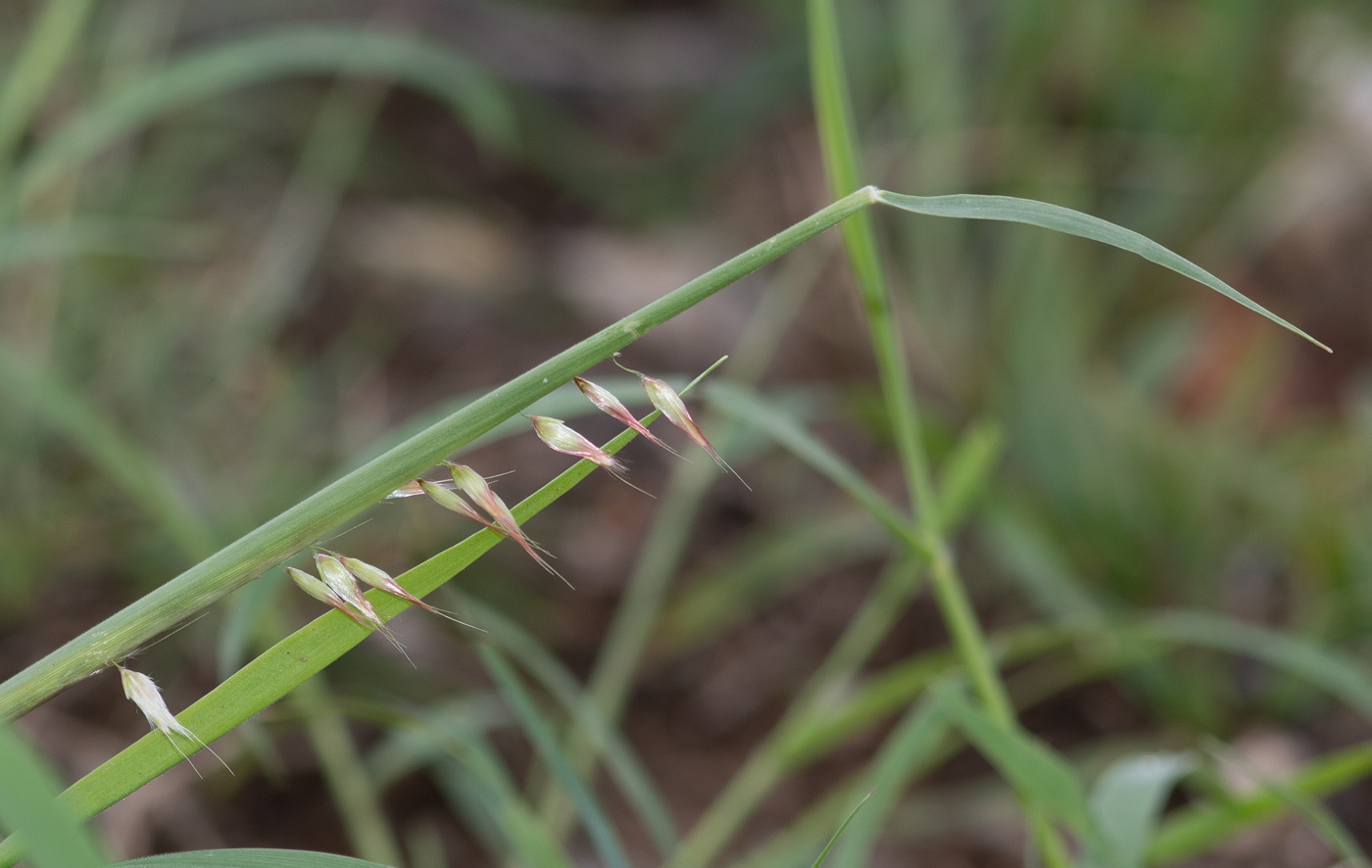 Image of Melinis repens specimen.