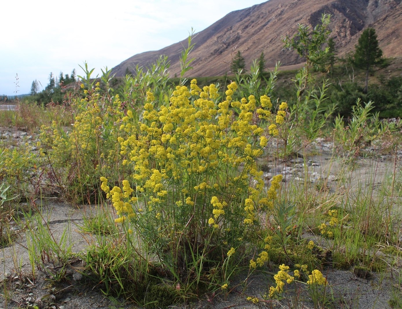 Image of Galium densiflorum specimen.