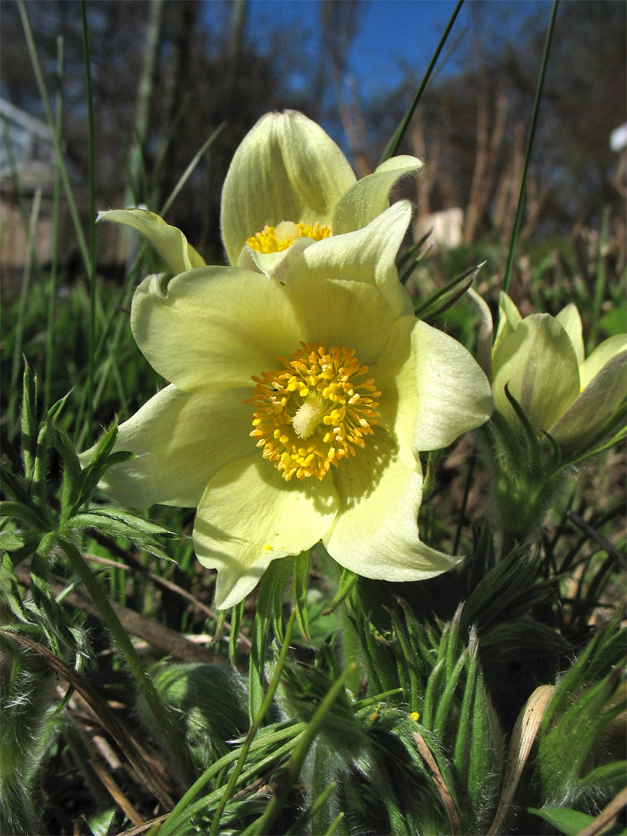 Изображение особи Pulsatilla orientali-sibirica.