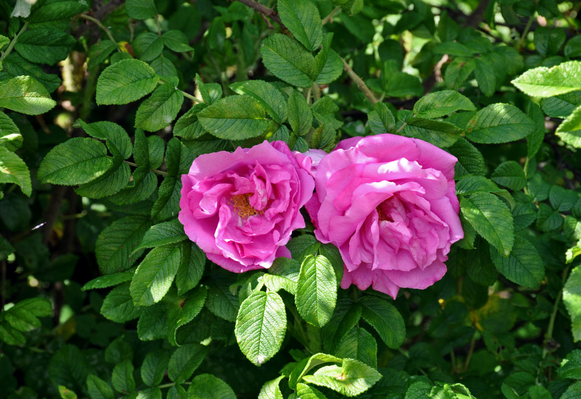 Image of Rosa rugosa specimen.