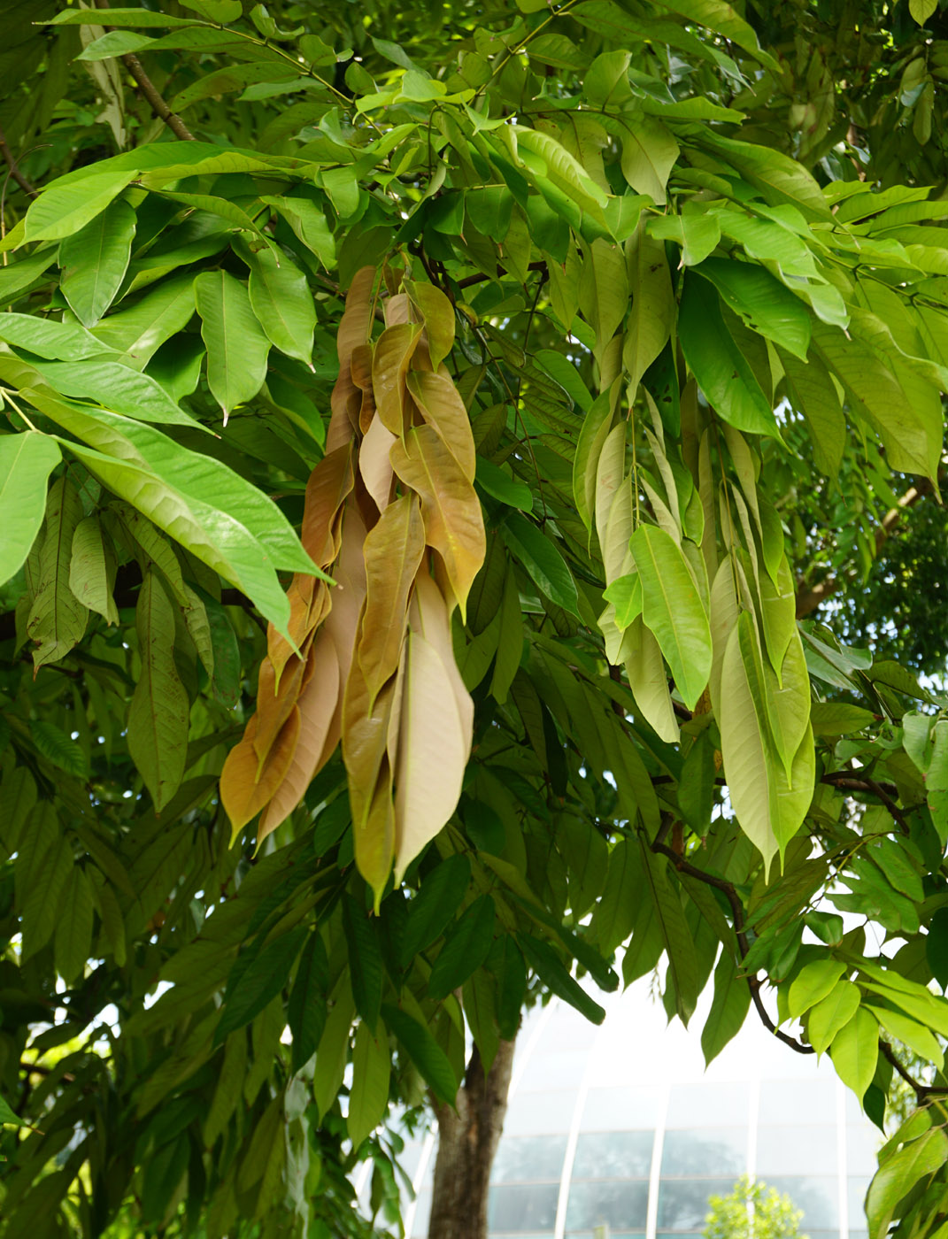 Image of genus Saraca specimen.