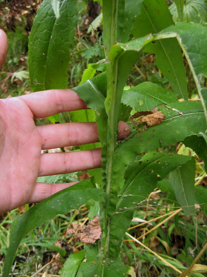 Изображение особи Saussurea stolbensis.