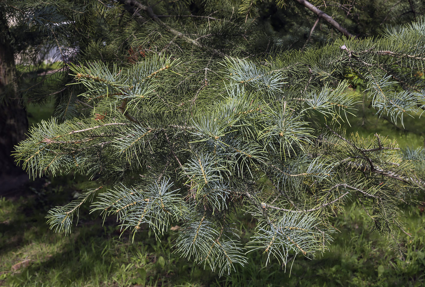 Image of Abies concolor specimen.