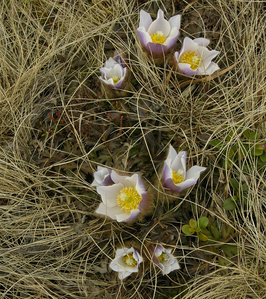 Изображение особи Pulsatilla vernalis.