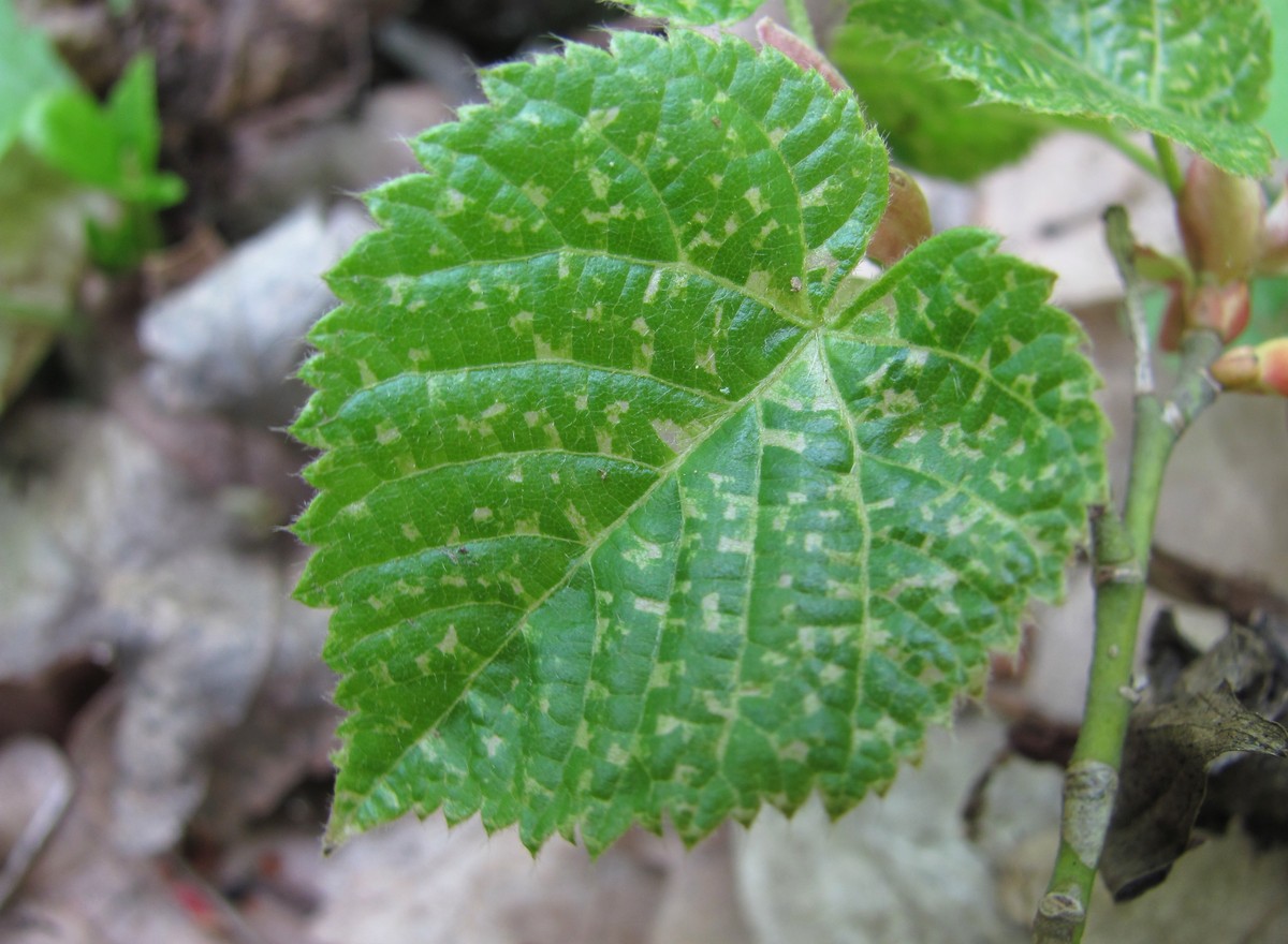 Image of Tilia begoniifolia specimen.