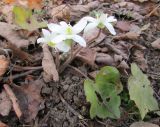 Hepatica henryi. Цветущее растение с прошлогодними листьями (Hepatica yamatutai Nakai). Московская обл., Щёлковский р-н, в культуре. 13.04.2021.