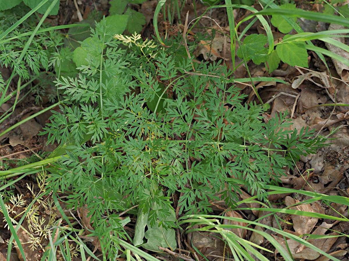 Image of Selinum carvifolia specimen.