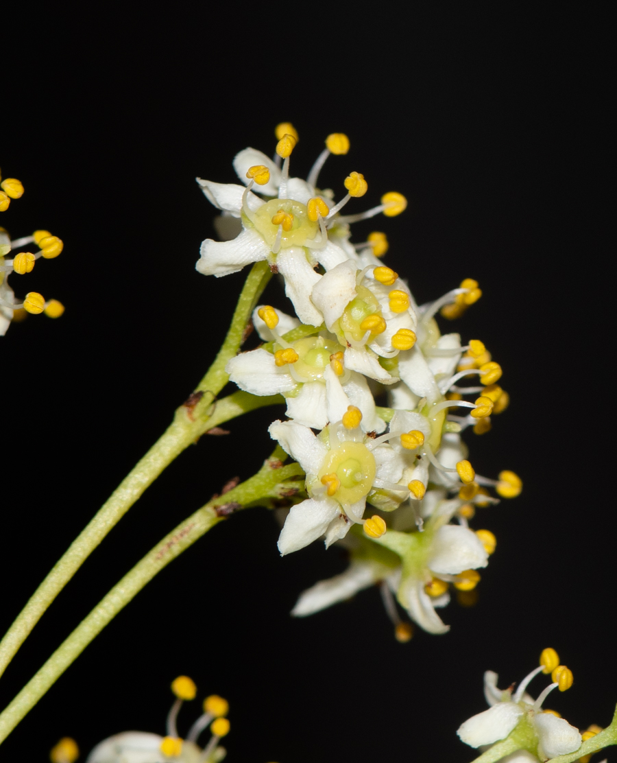 Image of Gymnosporia buxifolia specimen.