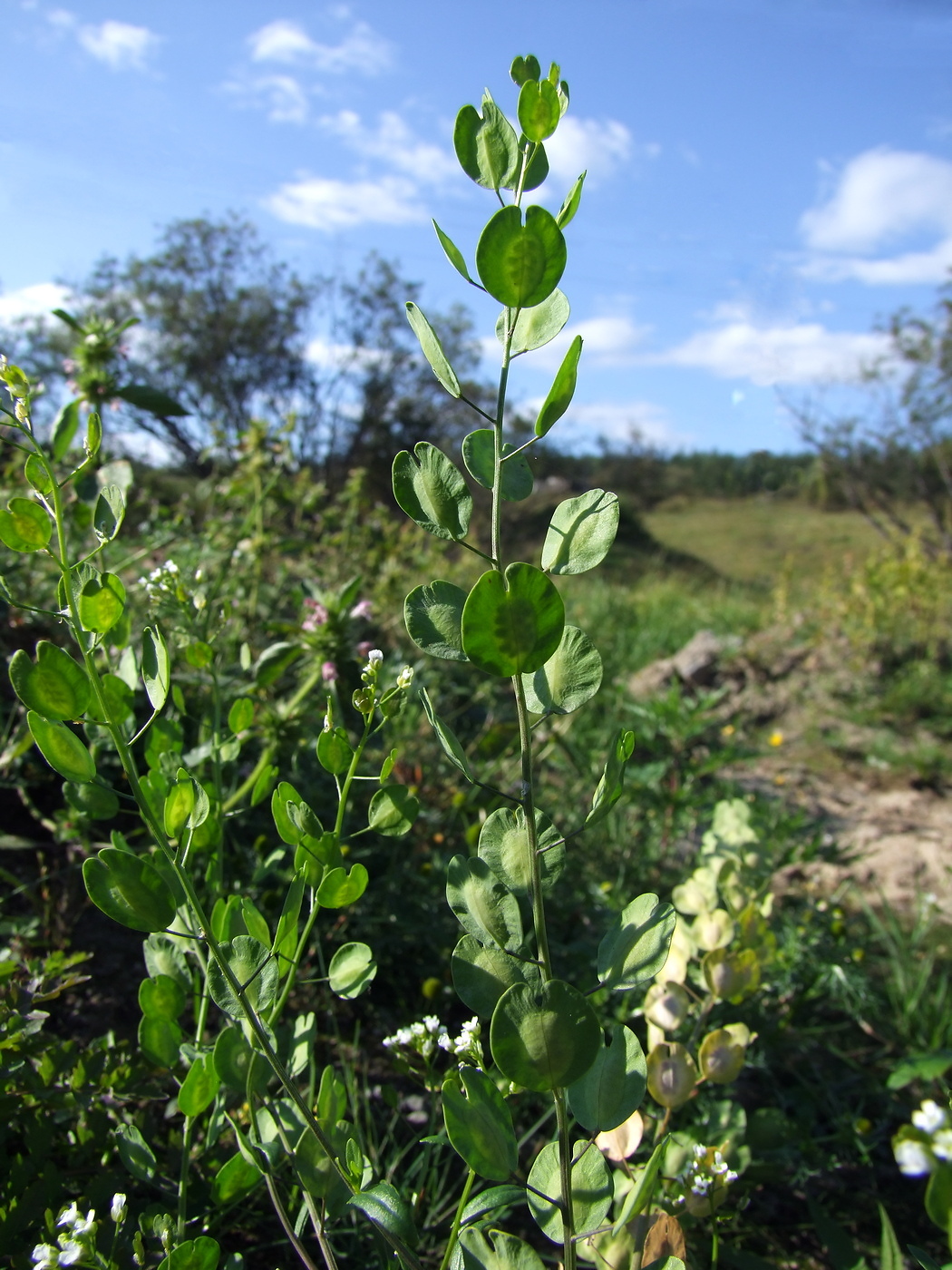 Image of Thlaspi arvense specimen.