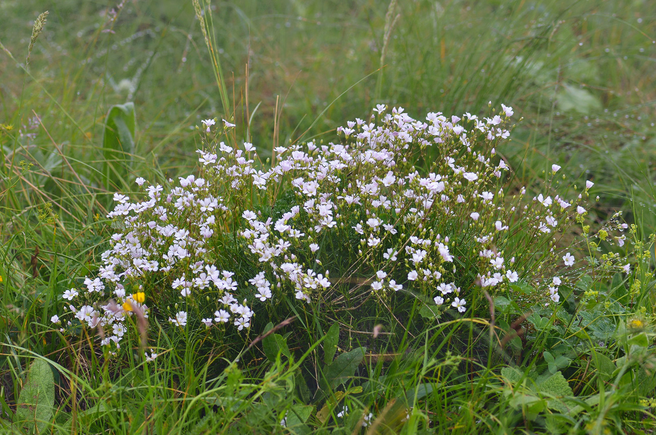 Изображение особи Gypsophila tenuifolia.