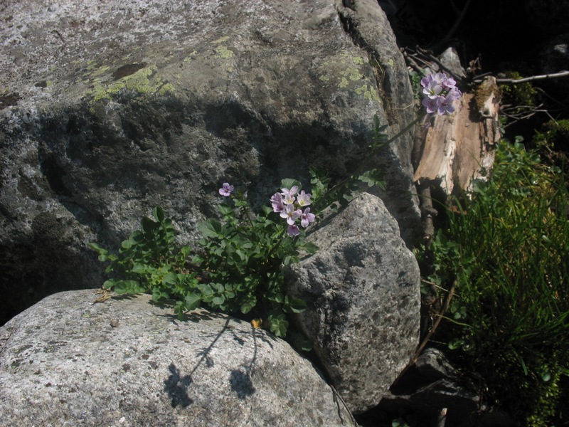 Image of Cardamine seidlitziana specimen.