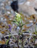 Castilleja pallida. Верхушка побега с соцветием. Алтай, Северо-Чуйский хребет, верховья р. Актру, ≈ 2200 м н.у.м., каменистый берег реки. 02.07.2021.