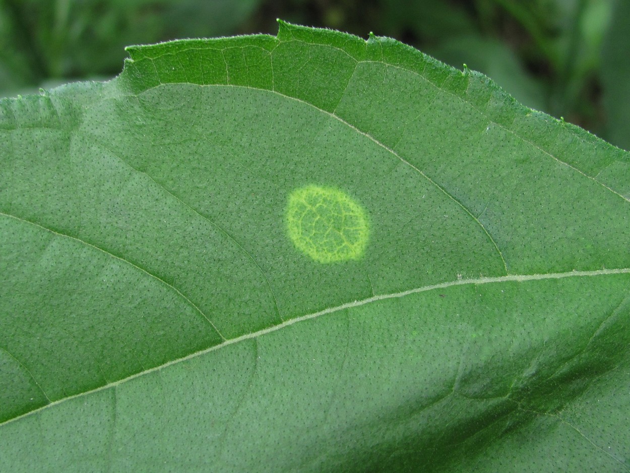 Image of Helianthus tuberosus specimen.