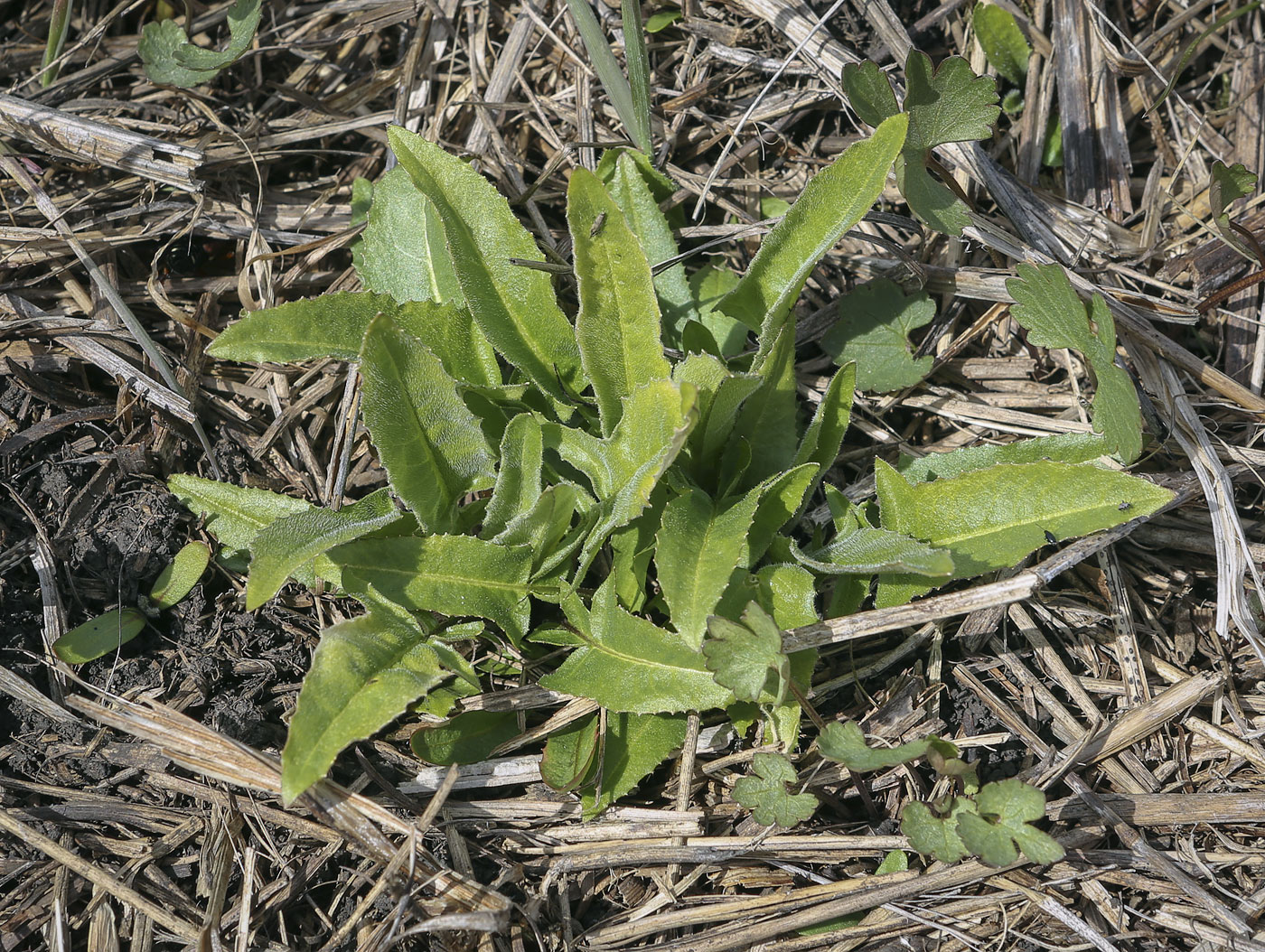 Image of Bunias orientalis specimen.