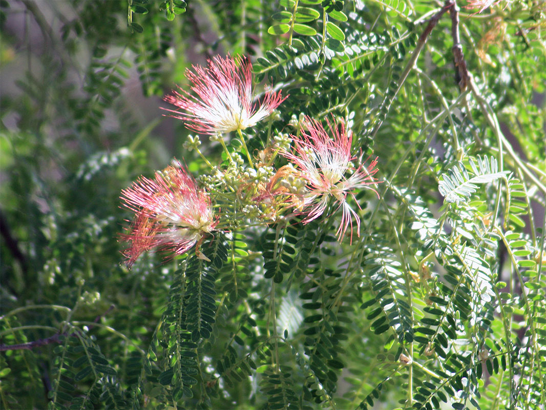 Image of Albizia mahalao specimen.