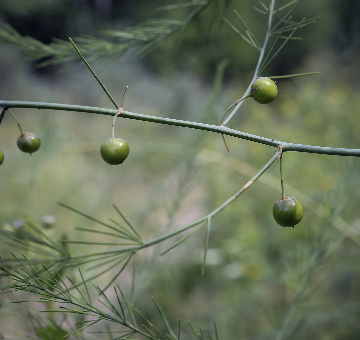 Image of Asparagus officinalis specimen.