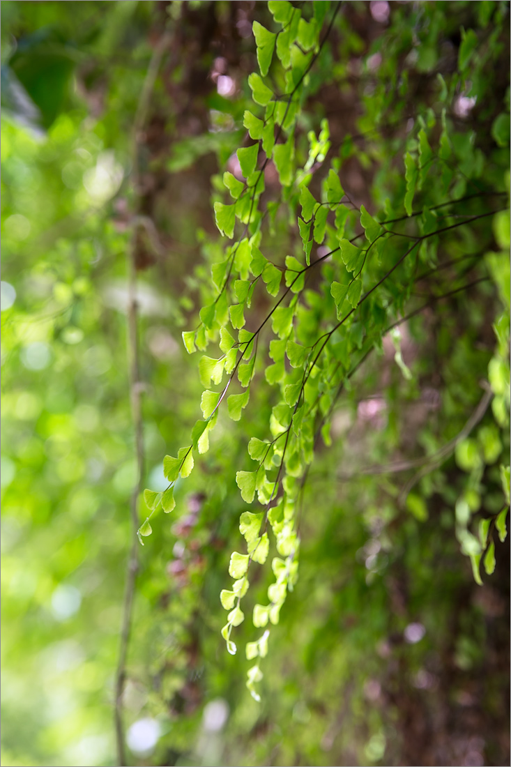 Изображение особи Adiantum capillus-veneris.