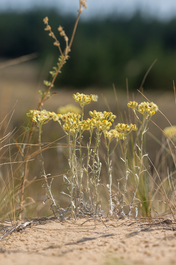 Изображение особи Helichrysum arenarium.