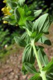 Смотреть изображение Hypericum perforatum