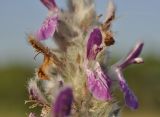 Stachys cretica. Цветок. Крым, Симферопольский р-н, окр. с. Урожайное, р-н дачного посёлка, нарушенная степь. 31.07.2022.