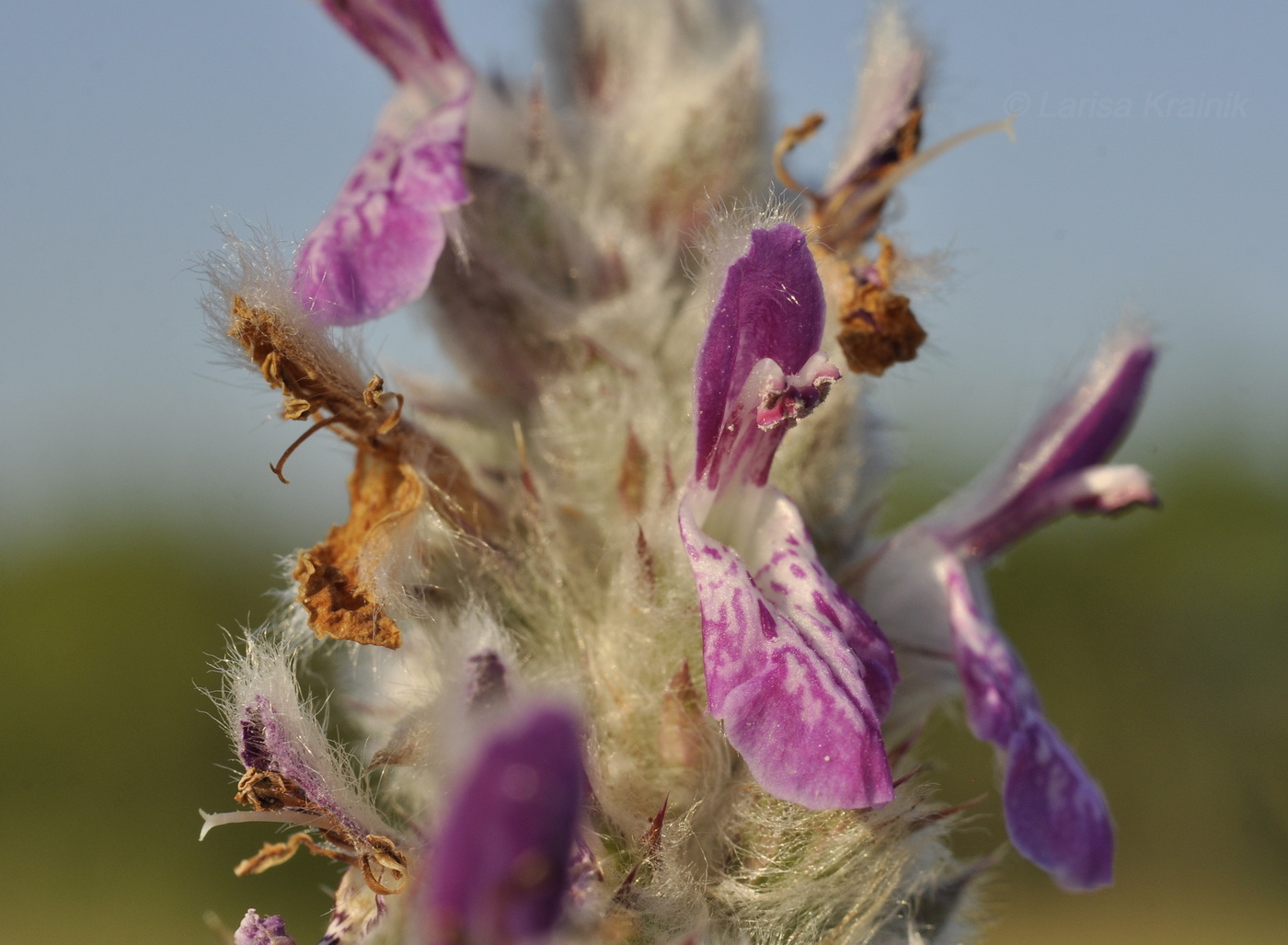 Image of Stachys cretica specimen.