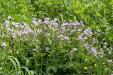 Geranium sylvaticum