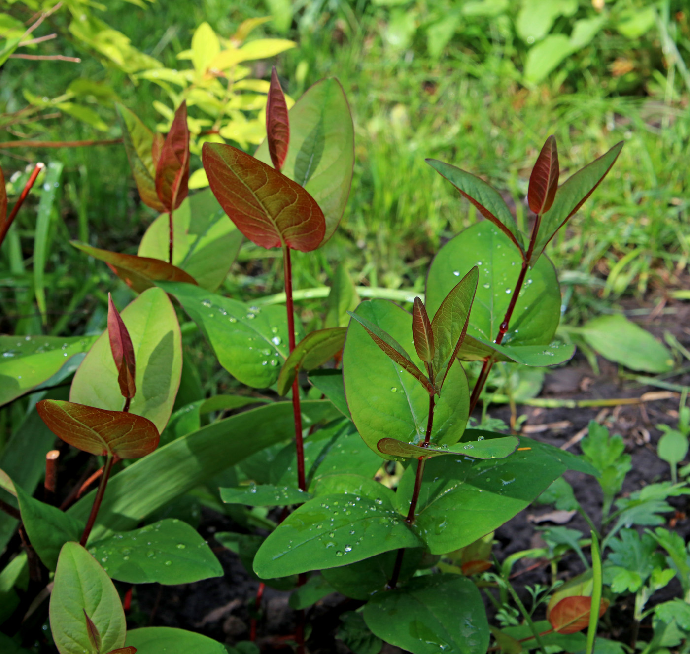 Image of Hypericum androsaemum specimen.