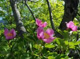 Paeonia daurica