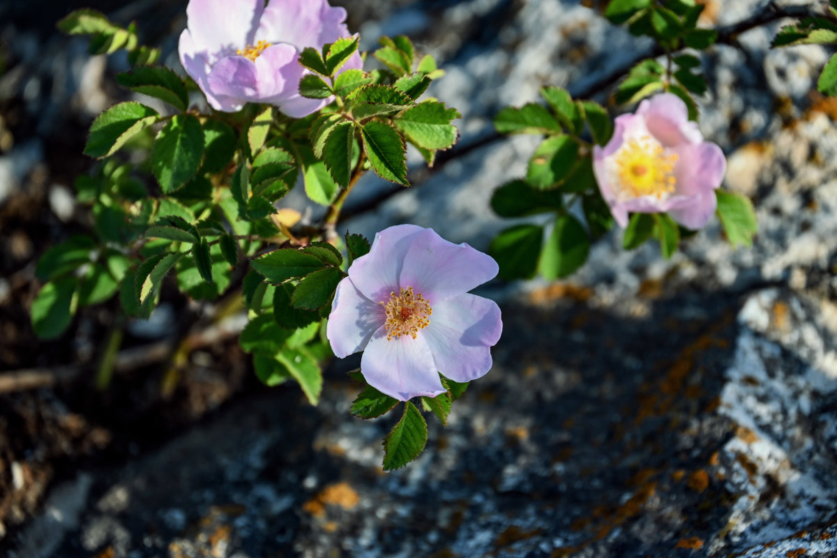 Изображение особи Rosa oxyodon.