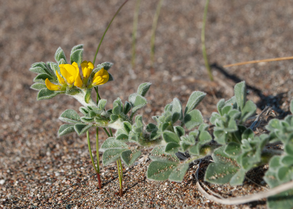 Image of Medicago marina specimen.