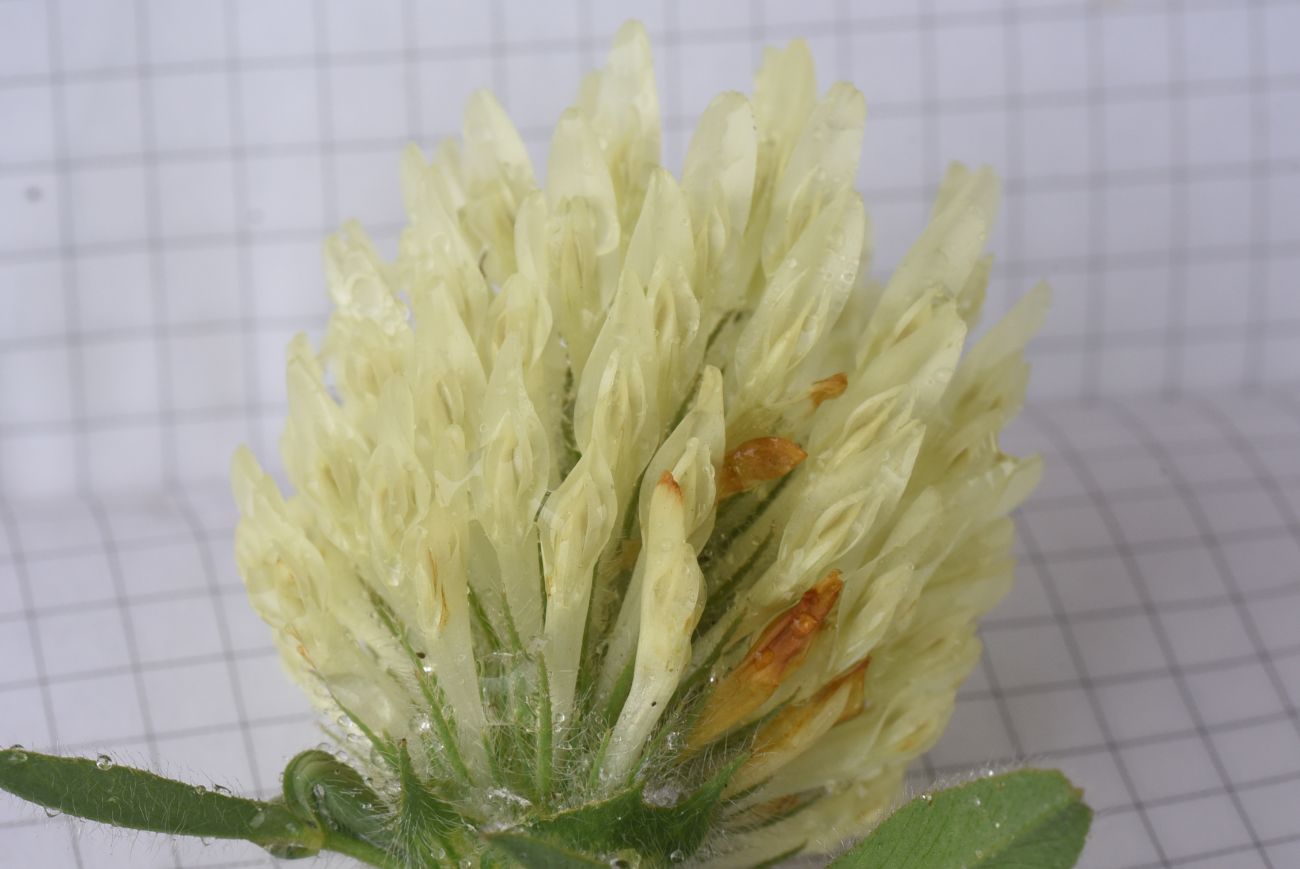 Изображение особи Trifolium canescens.