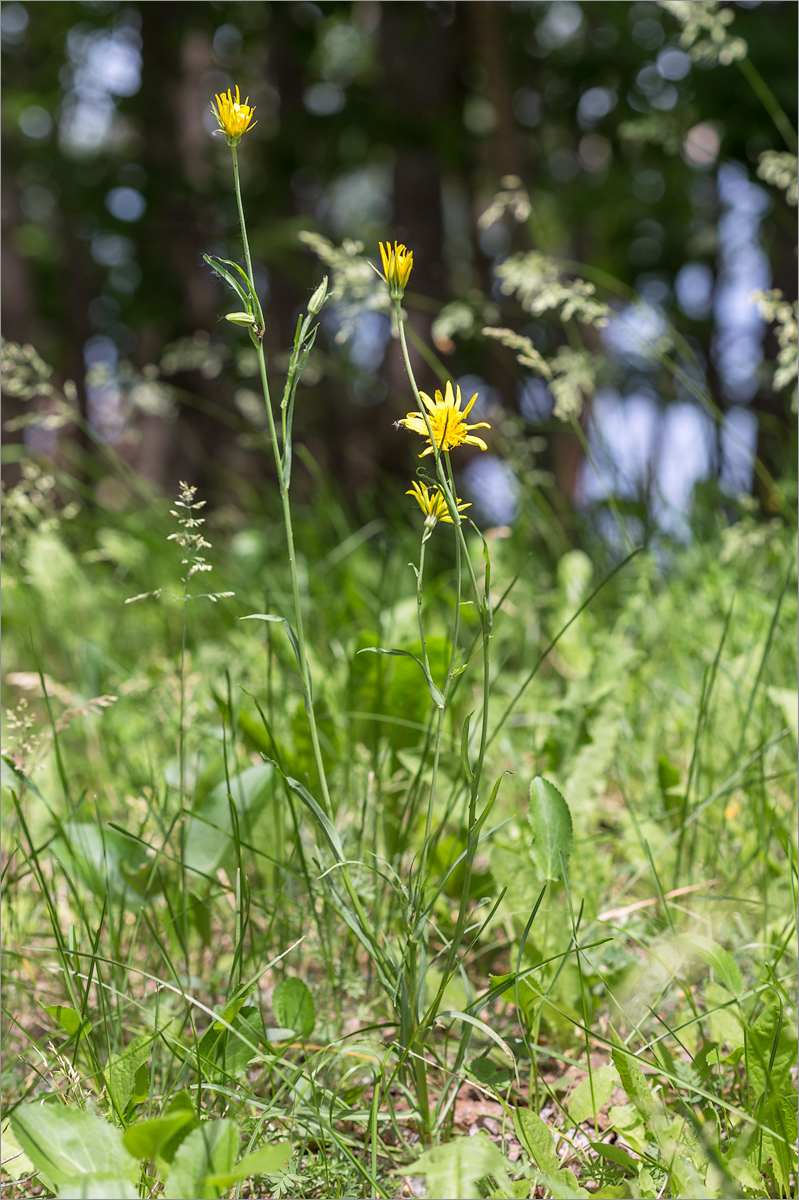 Image of Tragopogon orientalis specimen.