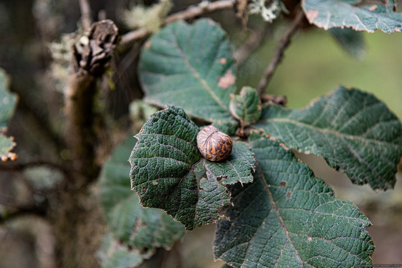 Image of class Magnoliopsida specimen.