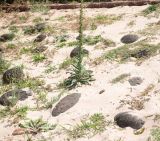 Verbascum virgatum. Цветущее и плодоносящее растение. Чили, обл. Valparaiso, провинция Isla de Pascua, северо-восточная часть острова, бухта Anakena. 09.03.2023.