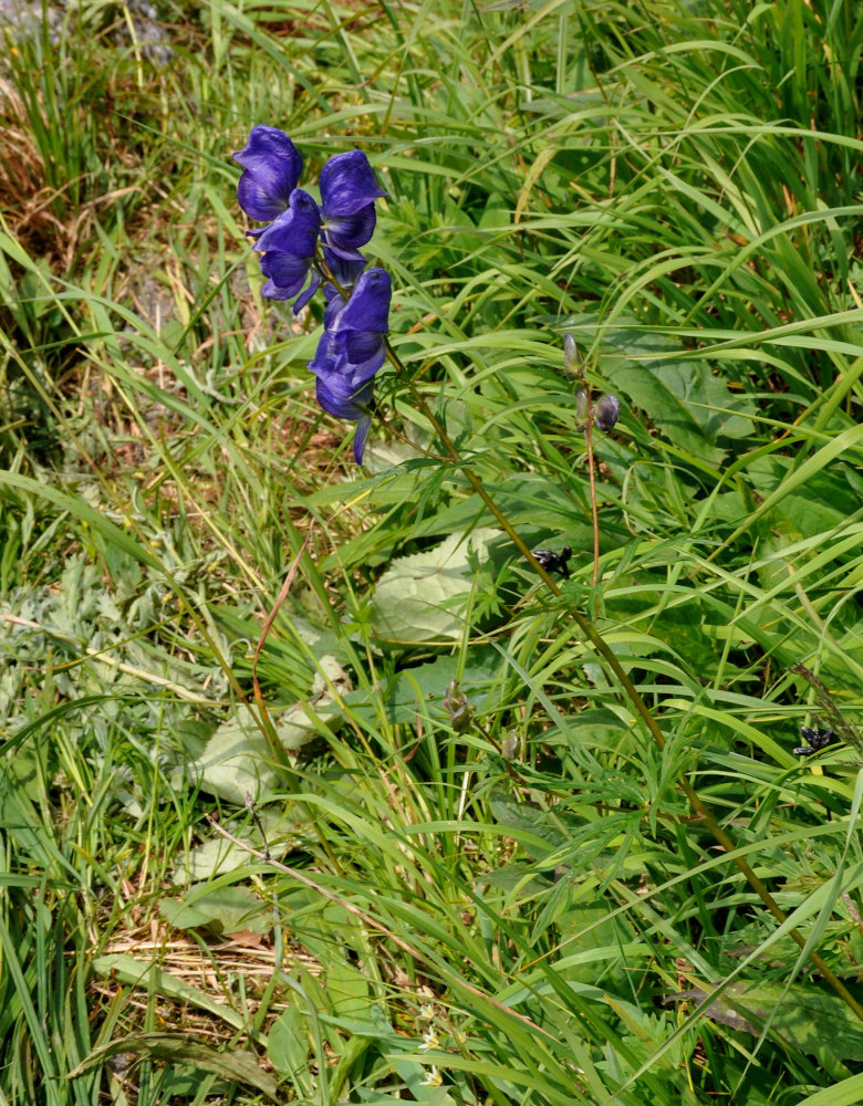 Изображение особи род Aconitum.