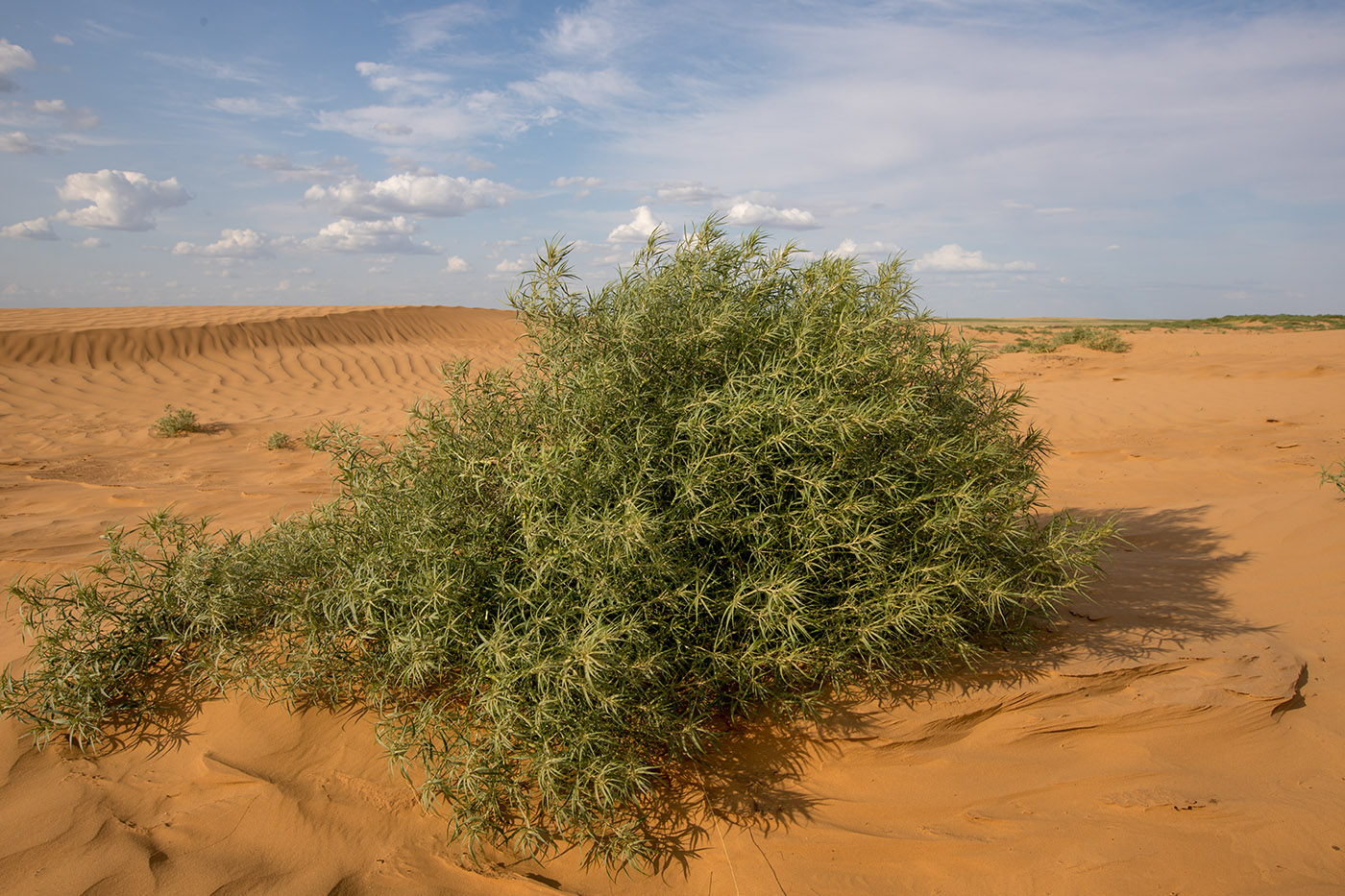 Изображение особи род Agriophyllum.