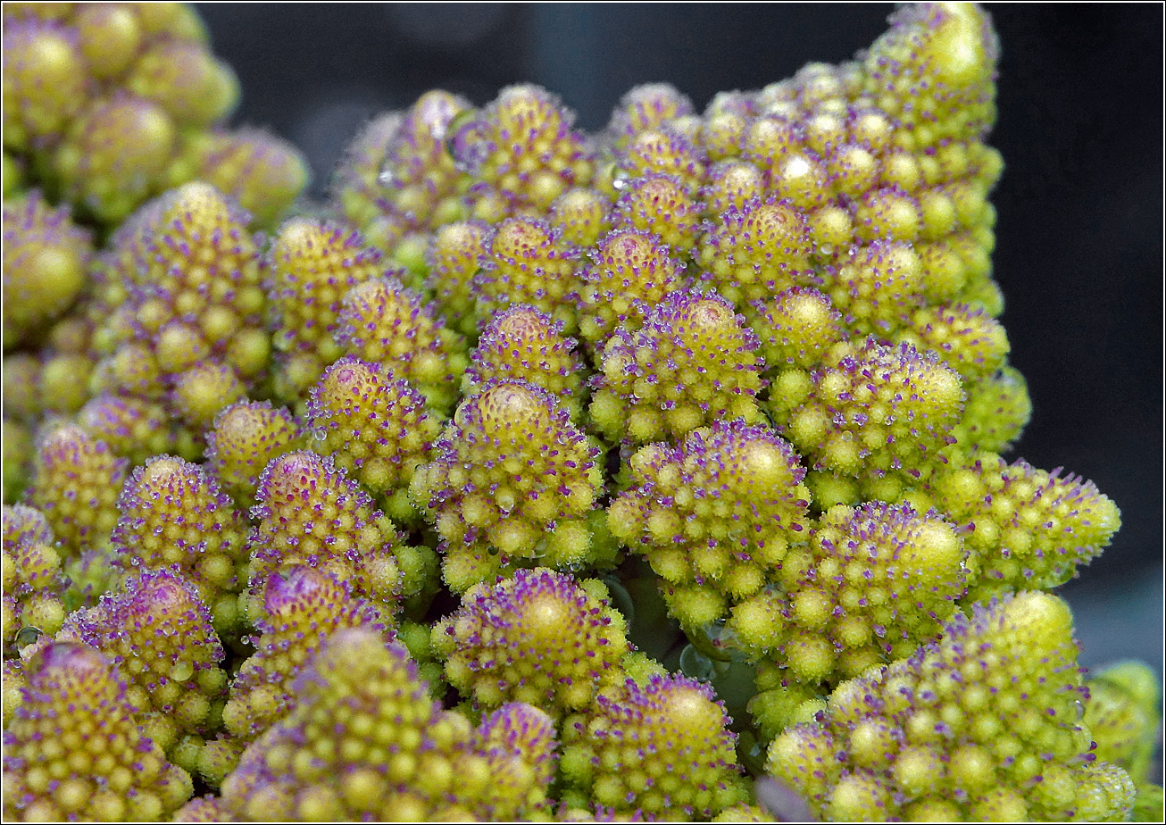 Image of Brassica oleracea var. botrytis specimen.