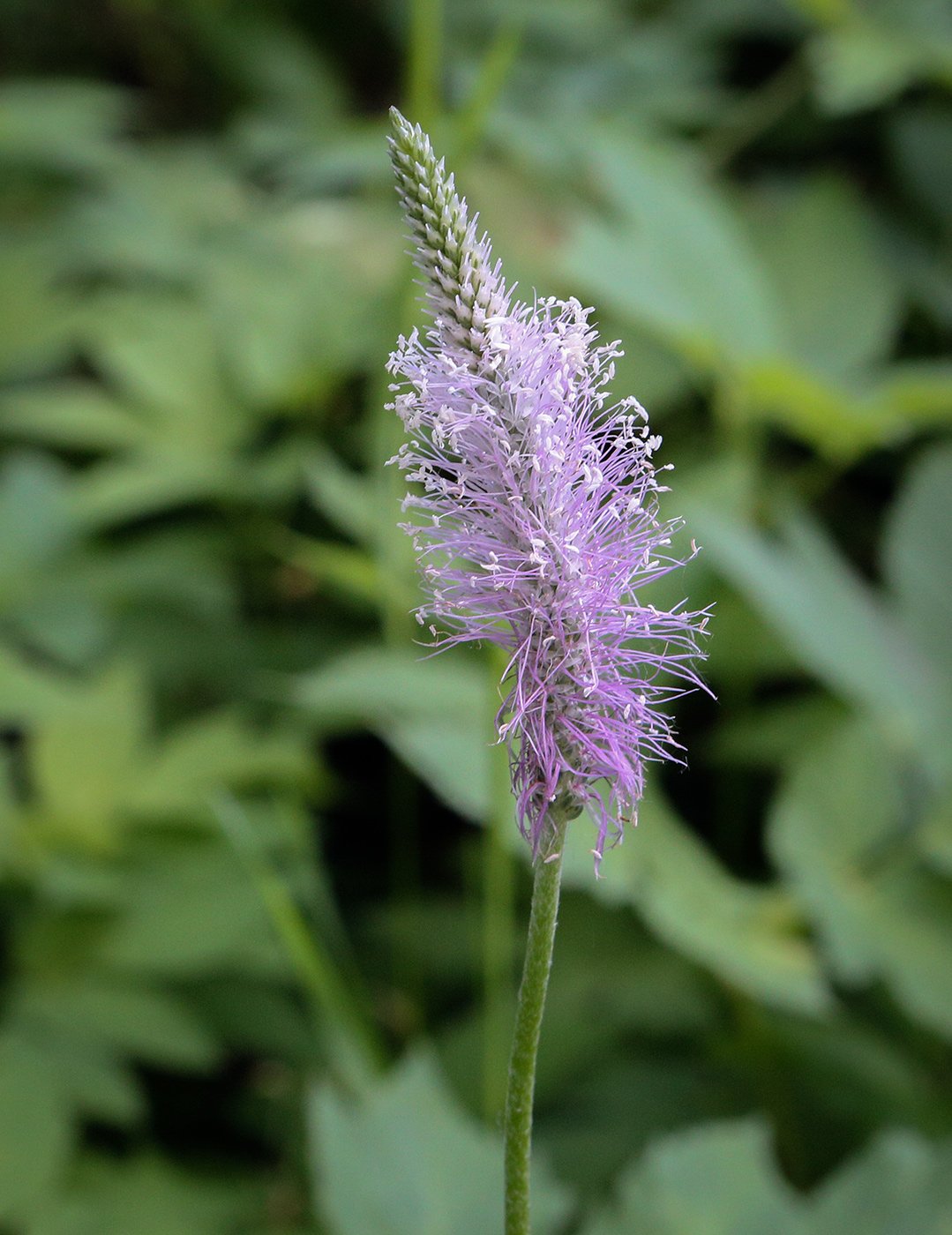 Изображение особи Plantago urvillei.