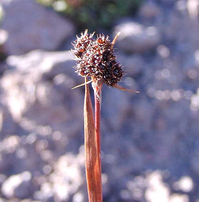 Image of Luzula stenophylla specimen.