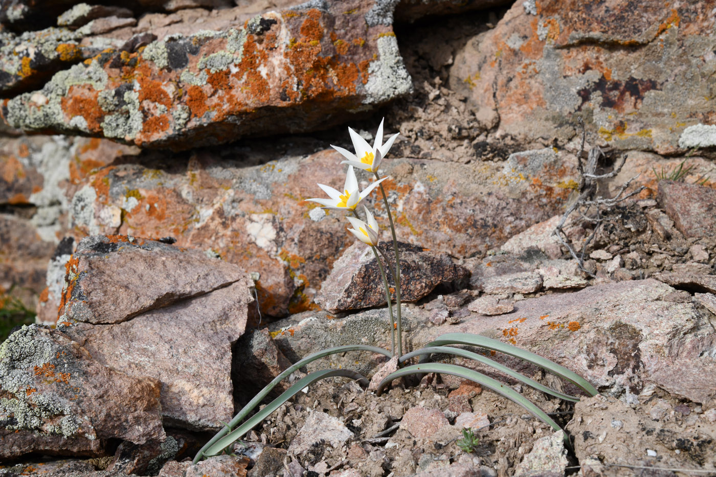 Image of Tulipa buhseana specimen.