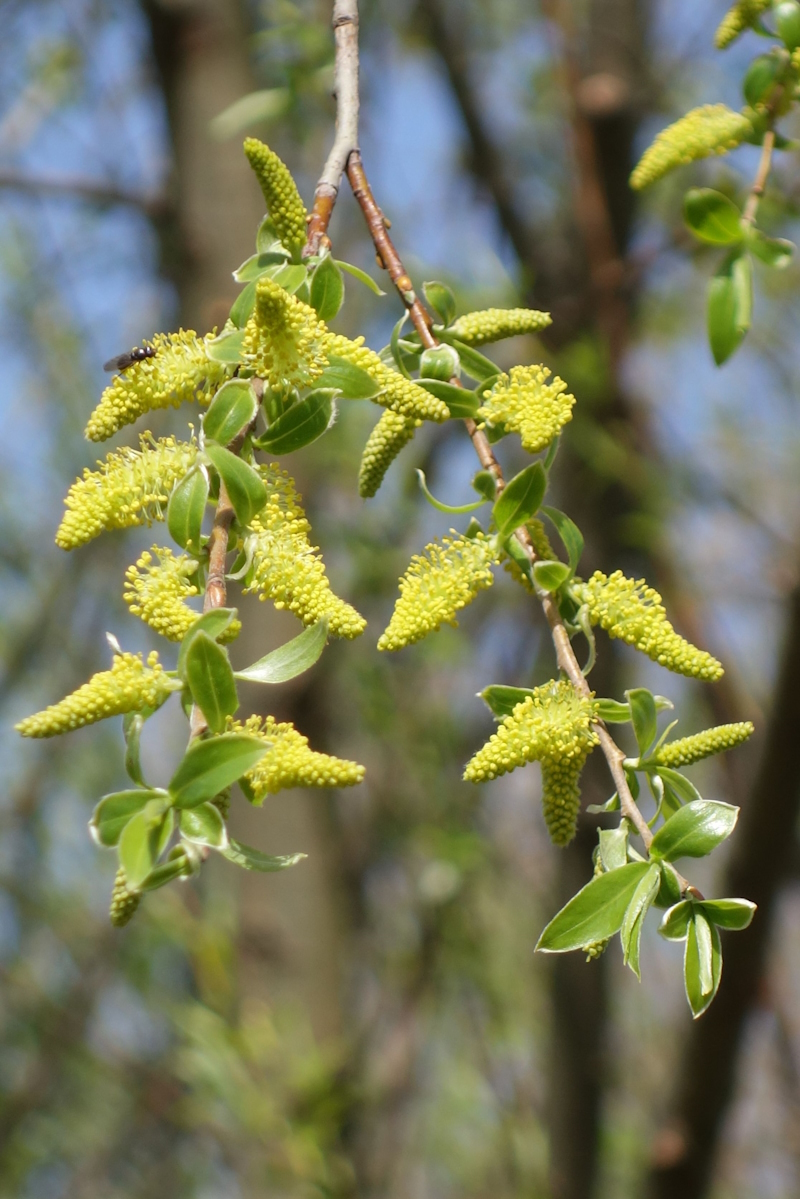 Image of Salix alba specimen.