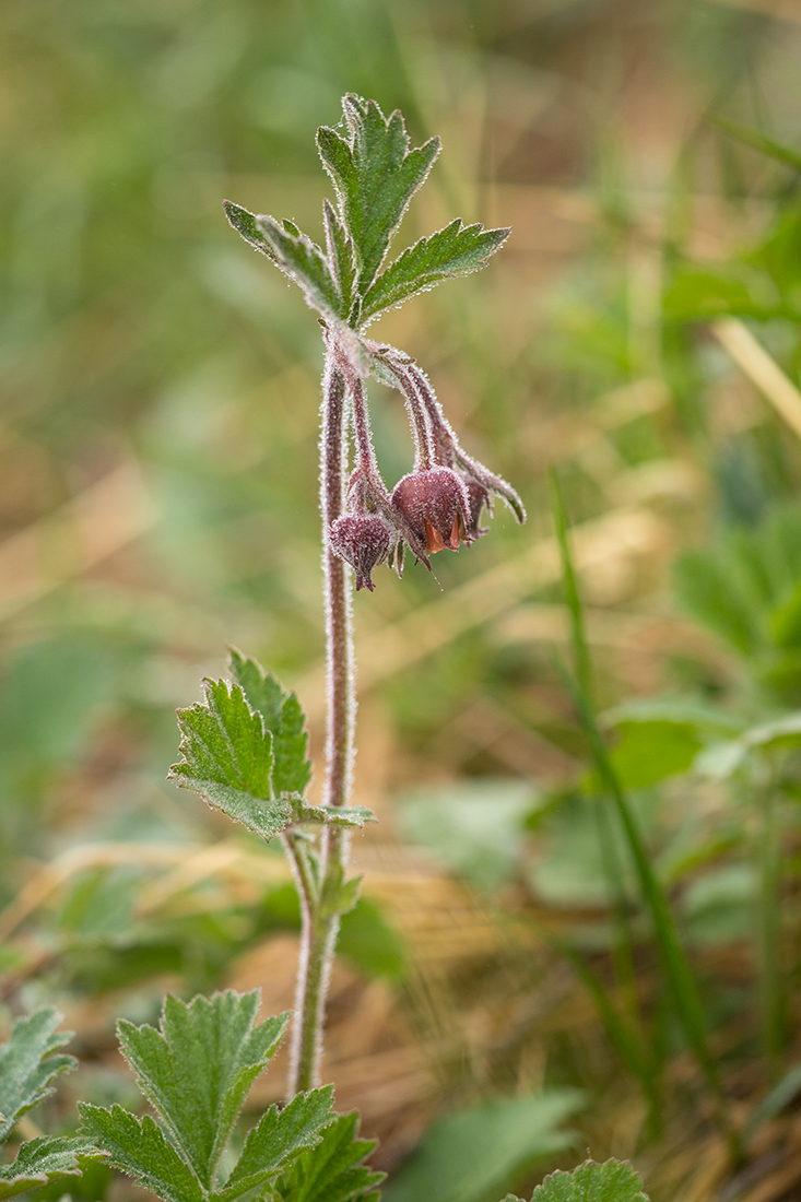 Изображение особи Geum rivale.