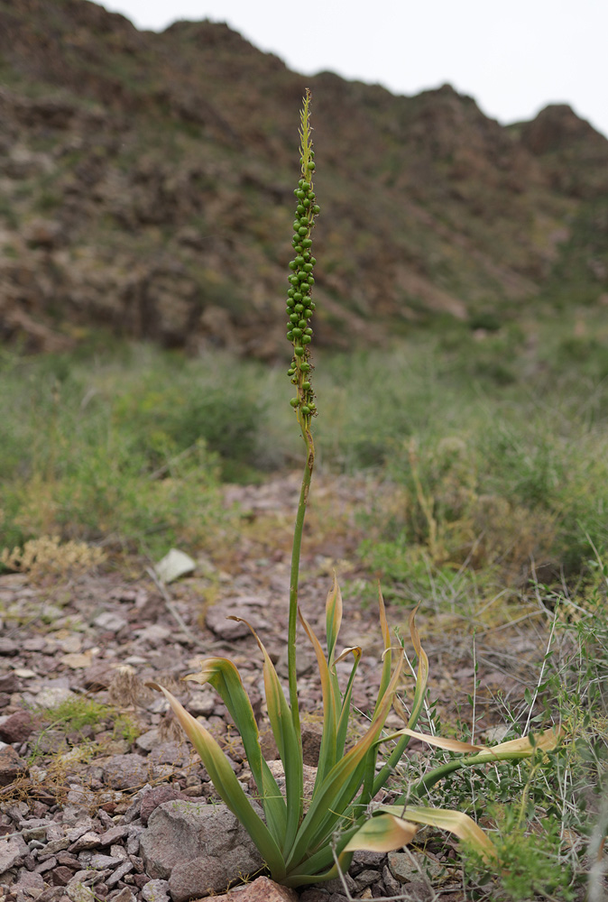 Изображение особи Eremurus fuscus.