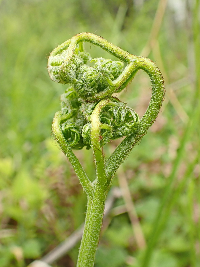 Изображение особи Pteridium japonicum.